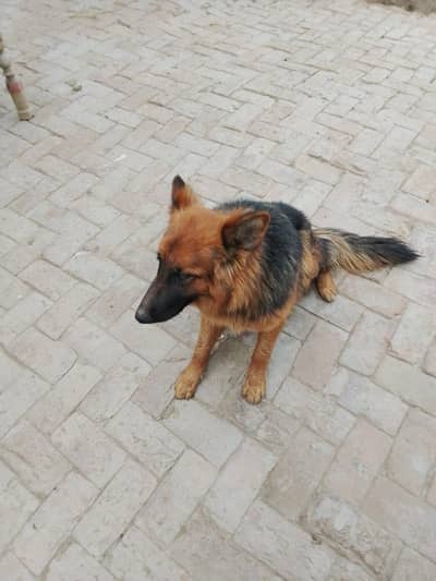 German shepherd female long coated