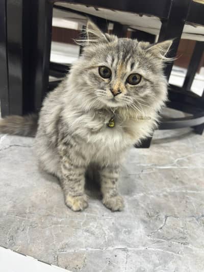 Persian Triple coat kitten