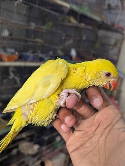 yellow parrot chicks