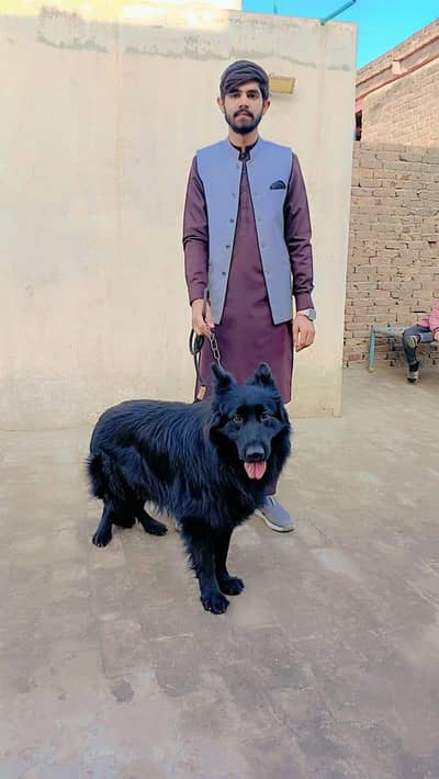 black german shepherd male