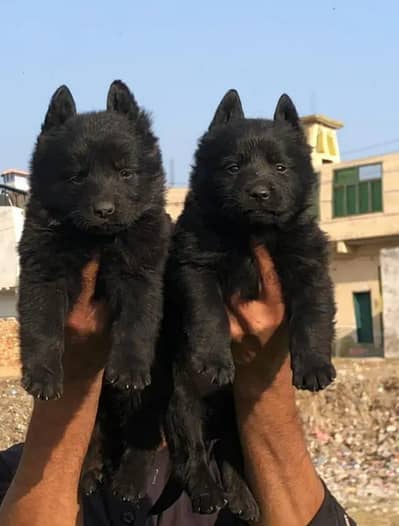 black german shepherd puppies for sale