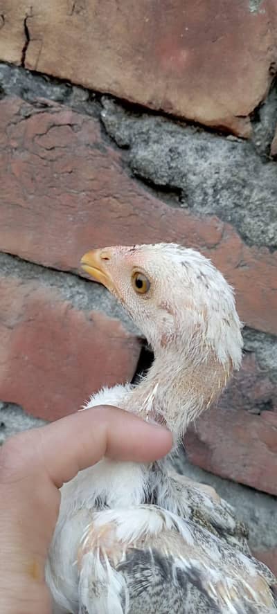 Aseel chicks with handsome amount