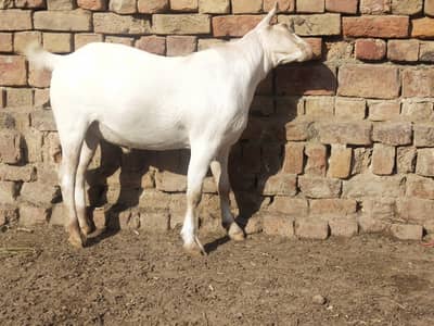 Goat Bakray 10