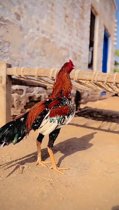 Desi Aseel Murga for sale