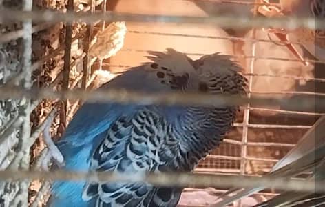 Exhibition Patha Male / Exhibition Hogo Working pair