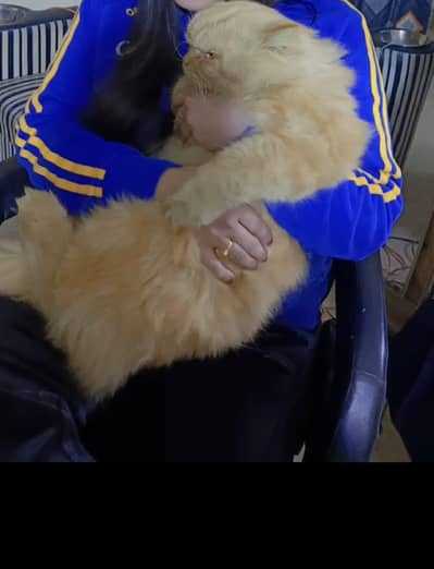 Persian punch face long coat Cat