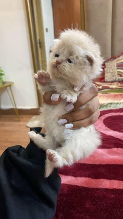 2 Persian Kittens Female For Sale