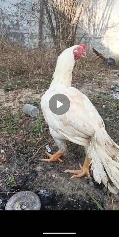 parrot beak aseel male hen| best quality