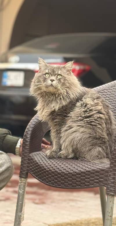 Beautiful Gray persian cat