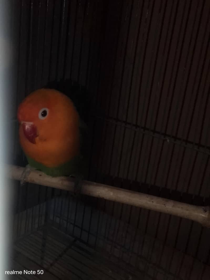 Opline Full Breader 1