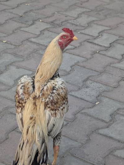 Aseel highe breed , golden color