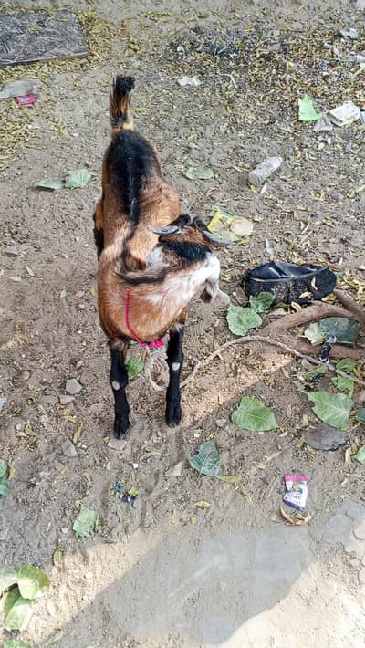 Bakra ha.  qurbani 2026. our.  house. ma.   rakhne ke liye achcha hai