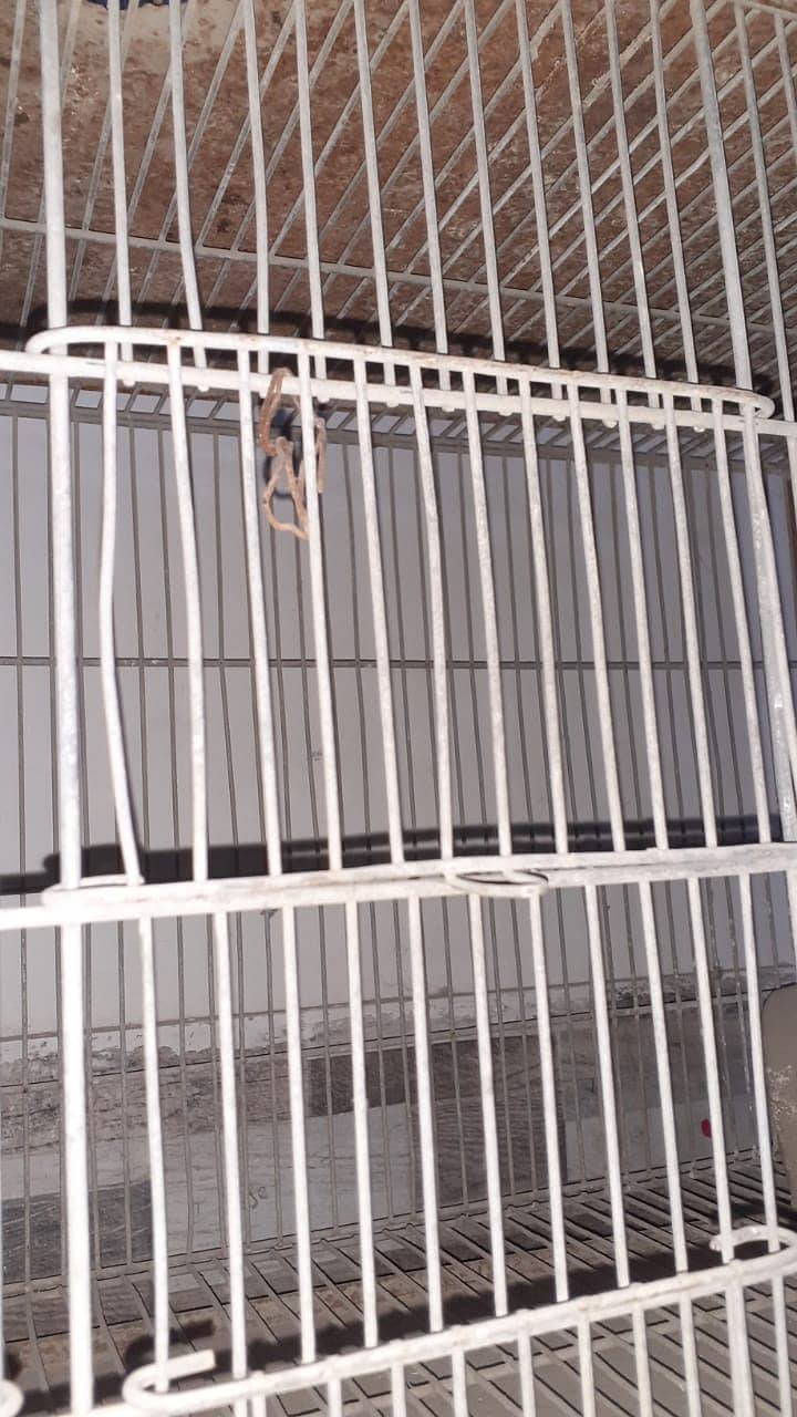 Bird cage 3
