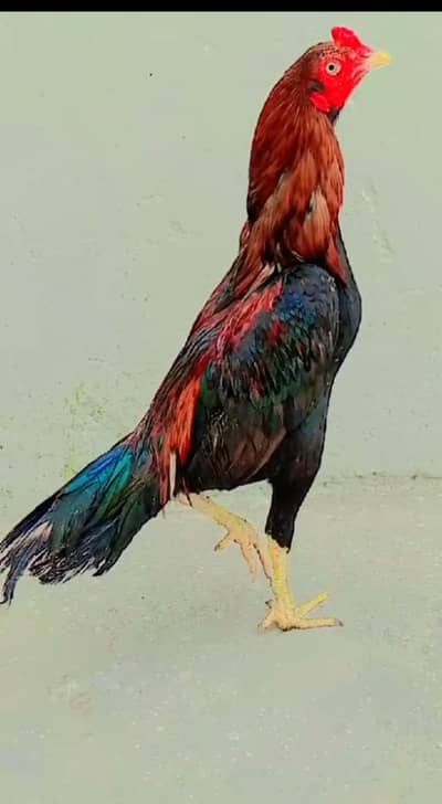 jis ke samuj men rapta kre