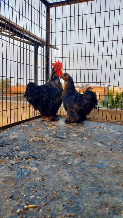 Bantam  and rose comb