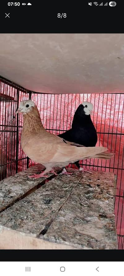 Breeder pair