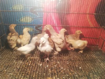 Heavy Buff, Silkie, Polish, Sebright, Bantam, Aseel Chicks For Sale
