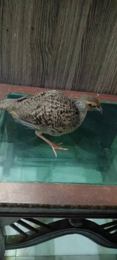 Dakhni Teetar for sale