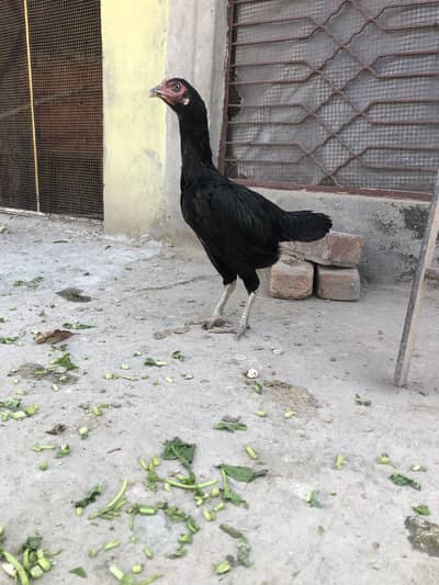 Thai shamo Pakistani