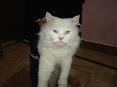 Persian cat