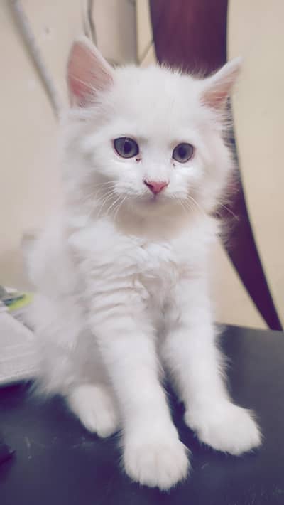 Persian kitten