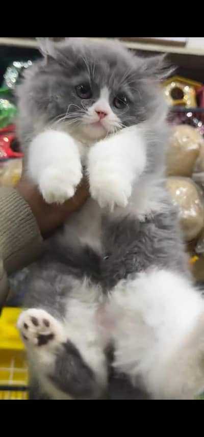 Quality Persian Punch face cat & kitten is 03477878702 WhatsApp