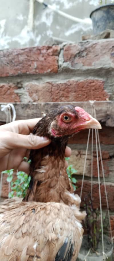 Lakhi or Peli madi For sale