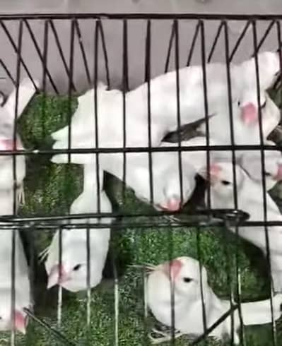 white java patha spilt albino