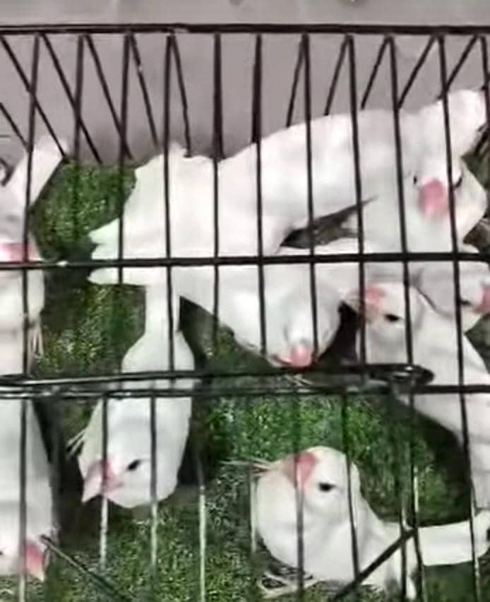 white java patha spilt albino 0