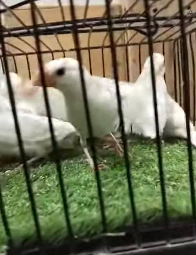 white java patha spilt albino 1