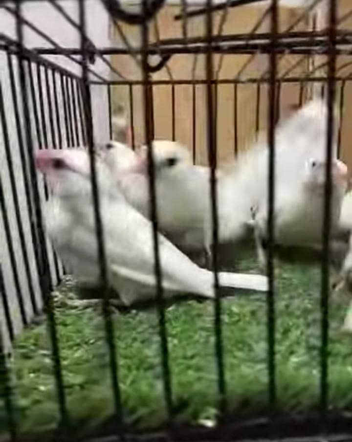 white java patha spilt albino 2