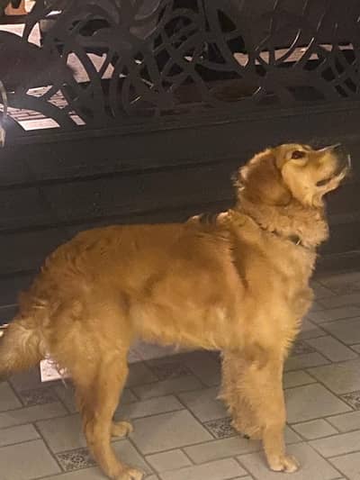golden Retriever puppy 10 months old pedigree pure bred