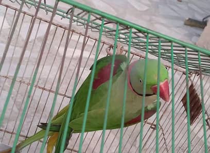 Kashmiri raw parrot voice train connect  WhatsApp 0329===6901=== 880