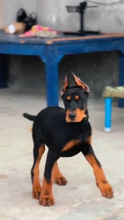 imported American Doberman for sale in