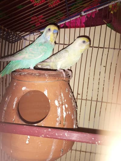 Budgie Ka pair ha full bareedr pair ha colourfull chicks Ata ha