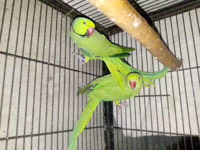 breader pair 03143275503