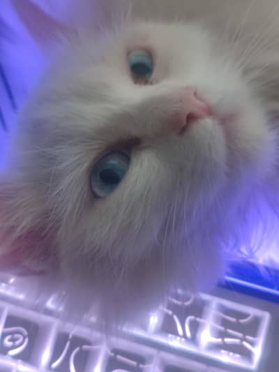 White Persian Cat 5 Months Old