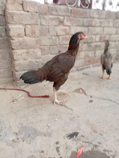 Sindhi pathi for sale