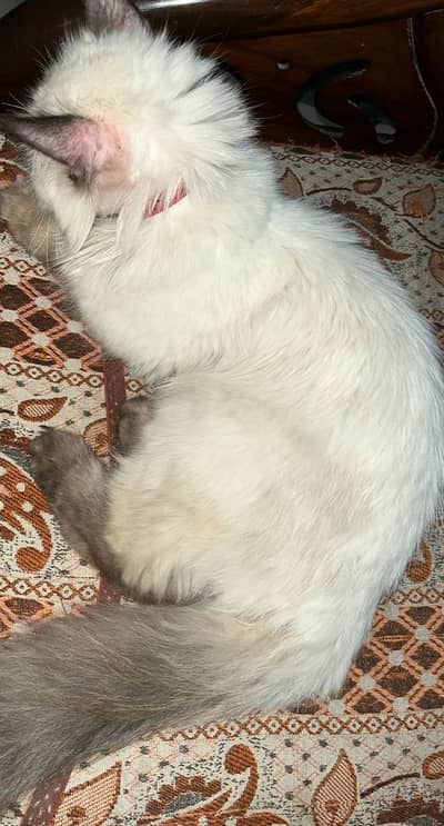 cute persian for sale.