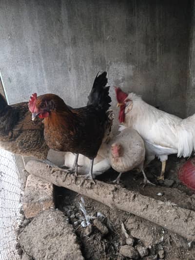 6 hens and 1 male for sale