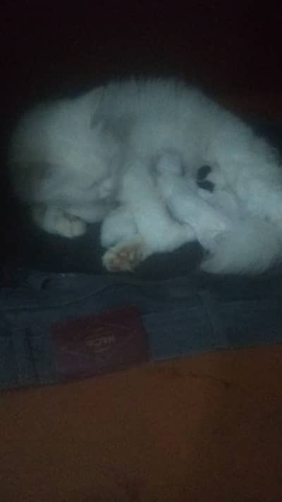 Triple coated kitten