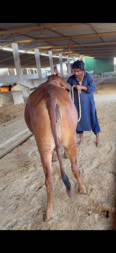 2 dant bachri red albino