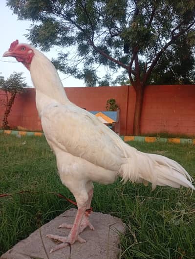 champion quality young Heera male pattha