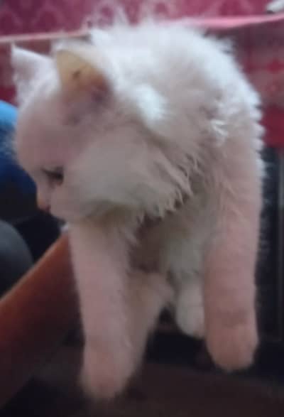 Russian duble coat Male white