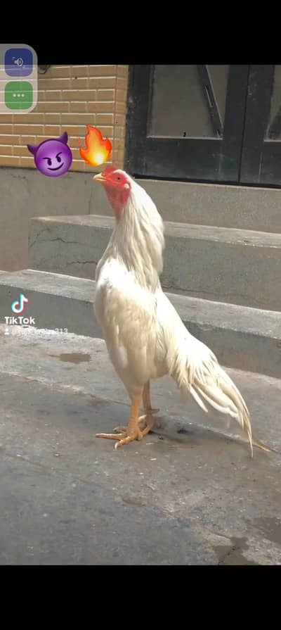 heera dnoo bhte achyyy