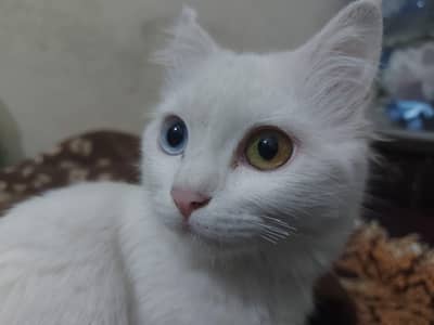 Russian Female Cat for sale
