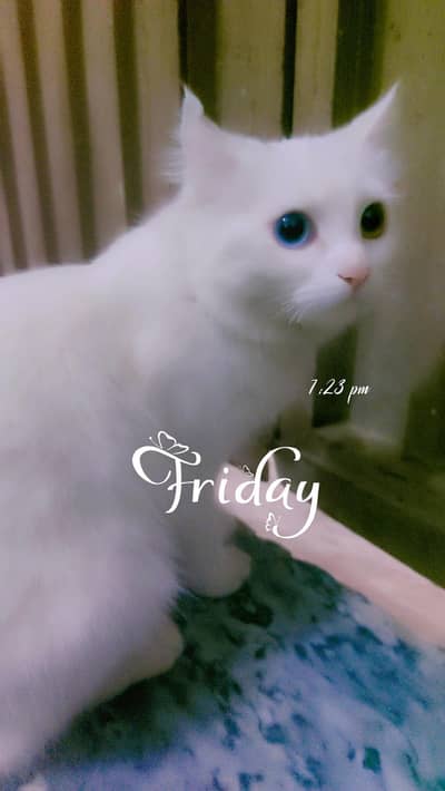 Russian Female Cat for sale