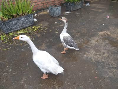 duck pair