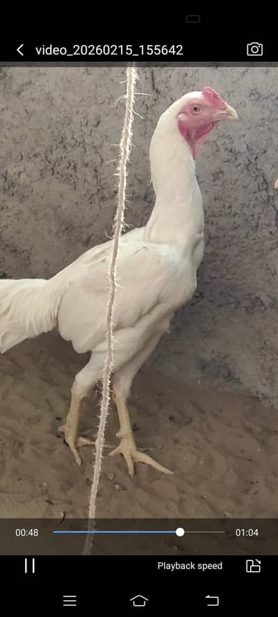 Heera aseel, Mushka, lakhi for sale