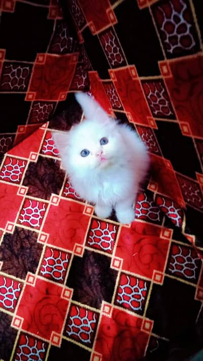 persian kittens for sale My WhatsApp Number 0331*7012*635